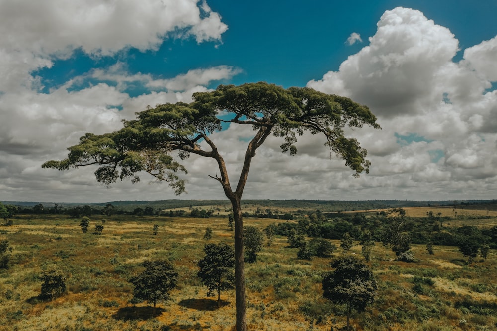 a tree in a field with clouds in the sky