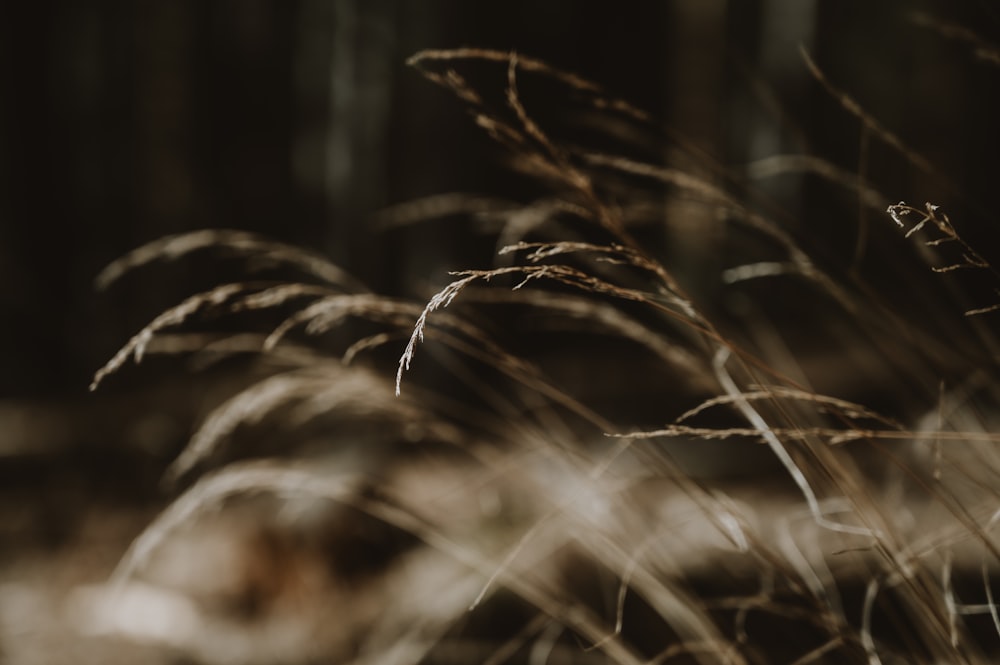 a close up of a plant with long grass in the foreground