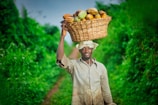 A man is walking along a lush green path carrying a large woven basket filled with ripe cocoa pods on his head. He is wearing a light-colored shirt and a brimmed hat. The path and surrounding greenery create a vibrant and natural backdrop.