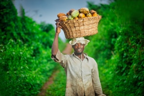 A man is walking along a lush green path carrying a large woven basket filled with ripe cocoa pods on his head. He is wearing a light-colored shirt and a brimmed hat. The path and surrounding greenery create a vibrant and natural backdrop.