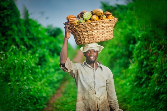 A man is walking along a lush green path carrying a large woven basket filled with ripe cocoa pods on his head. He is wearing a light-colored shirt and a brimmed hat. The path and surrounding greenery create a vibrant and natural backdrop.