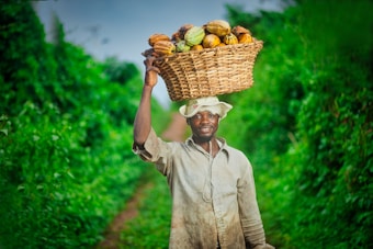 A man is walking along a lush green path carrying a large woven basket filled with ripe cocoa pods on his head. He is wearing a light-colored shirt and a brimmed hat. The path and surrounding greenery create a vibrant and natural backdrop.