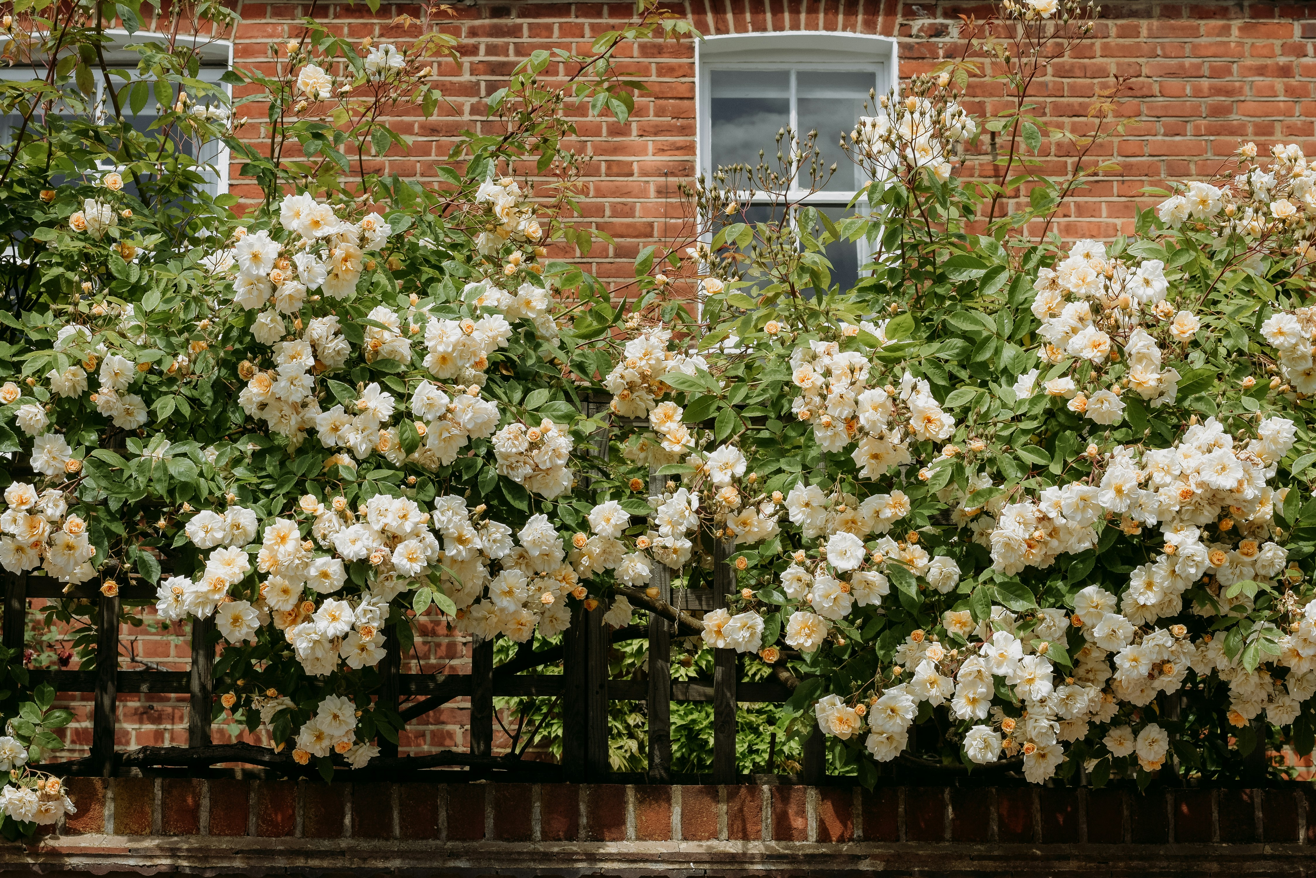 Brick house with white roses spilling over a black fence