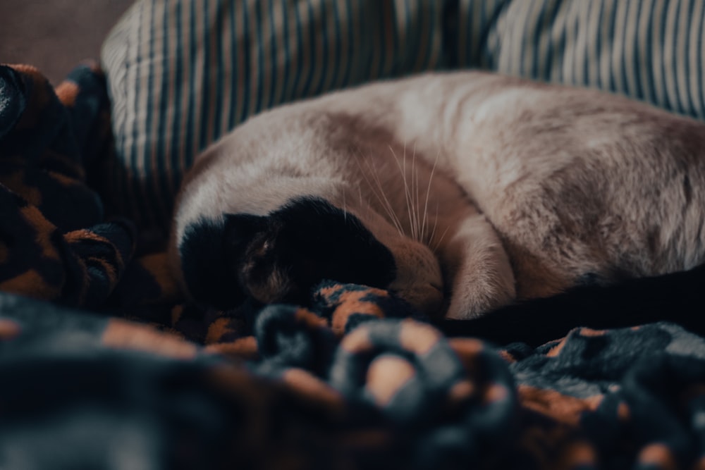 a cat sleeping on a blanket on a couch