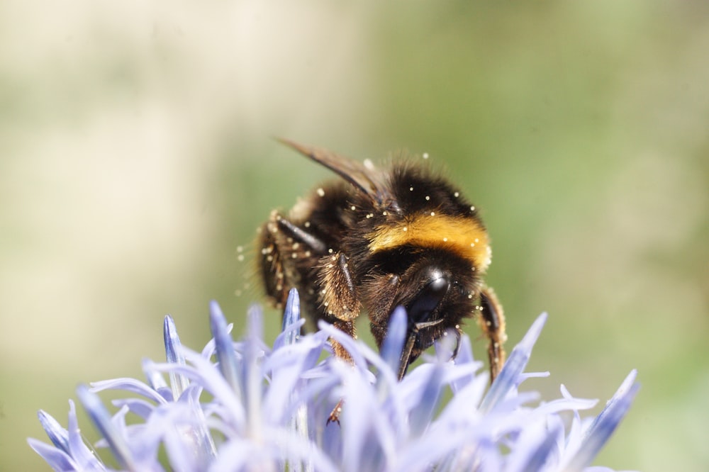 a bee sitting on top of a purple flower