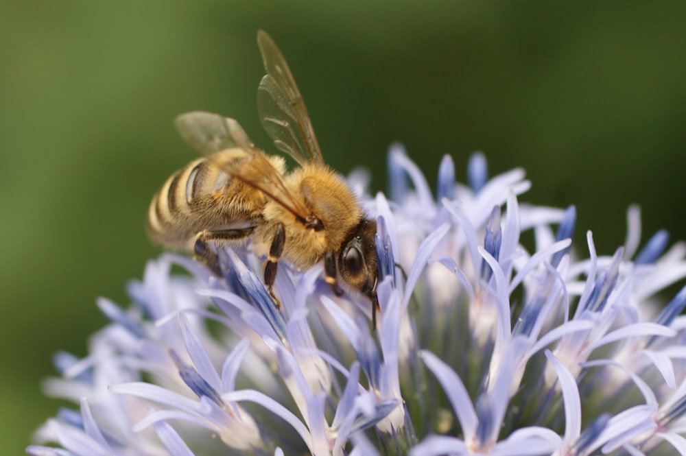 a bee sitting on top of a purple flower