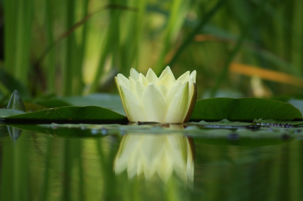 a white flower sitting on top of a lake