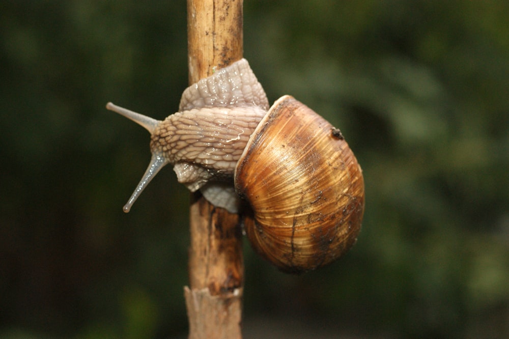 a snail climbing up a wooden pole