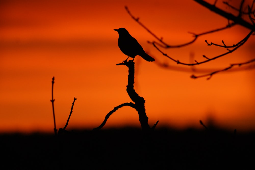uma silhueta de um pássaro sentado em cima de um galho de árvore