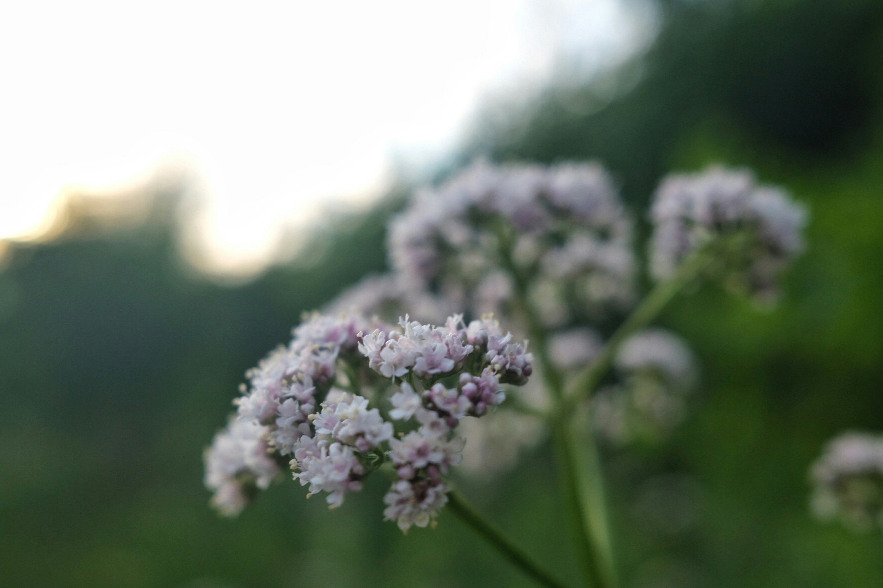 Photo by antoinebrien_photography