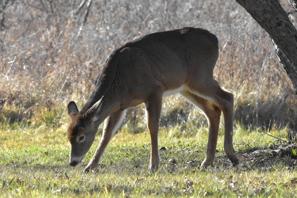 a deer grazing in a field next to a tree