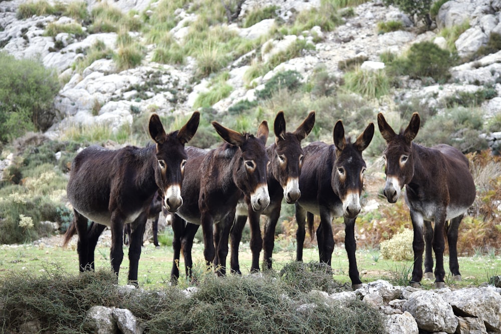 a group of donkeys standing in a field