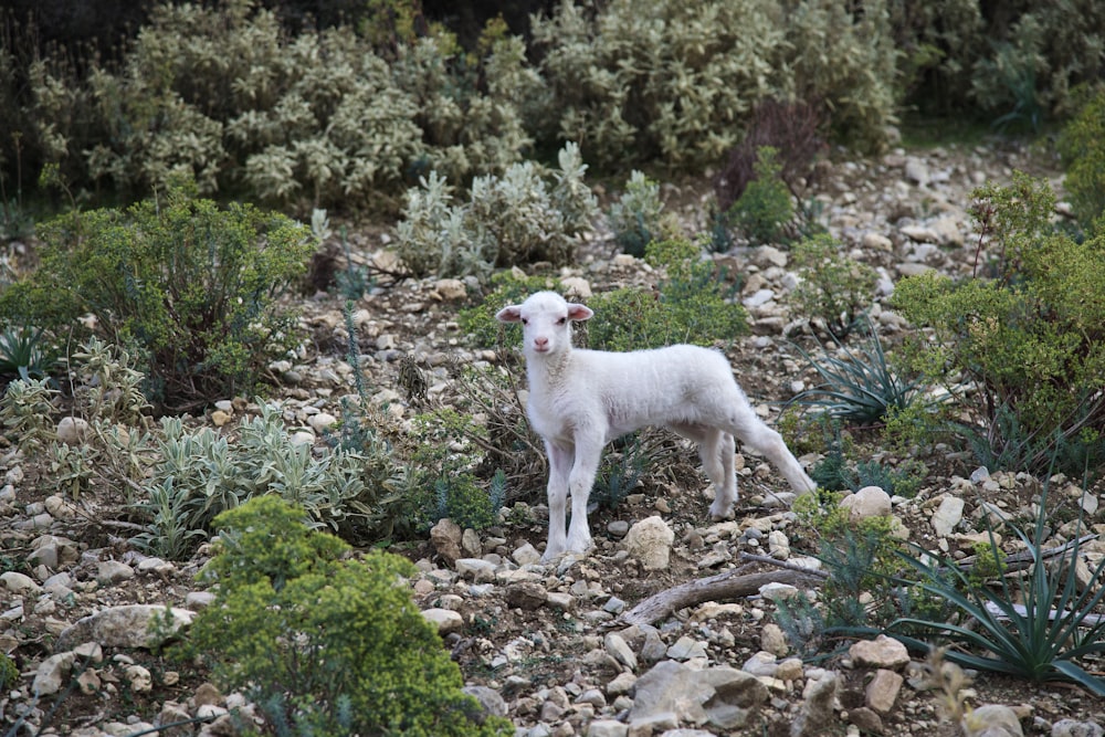 a small white sheep standing on a rocky hillside