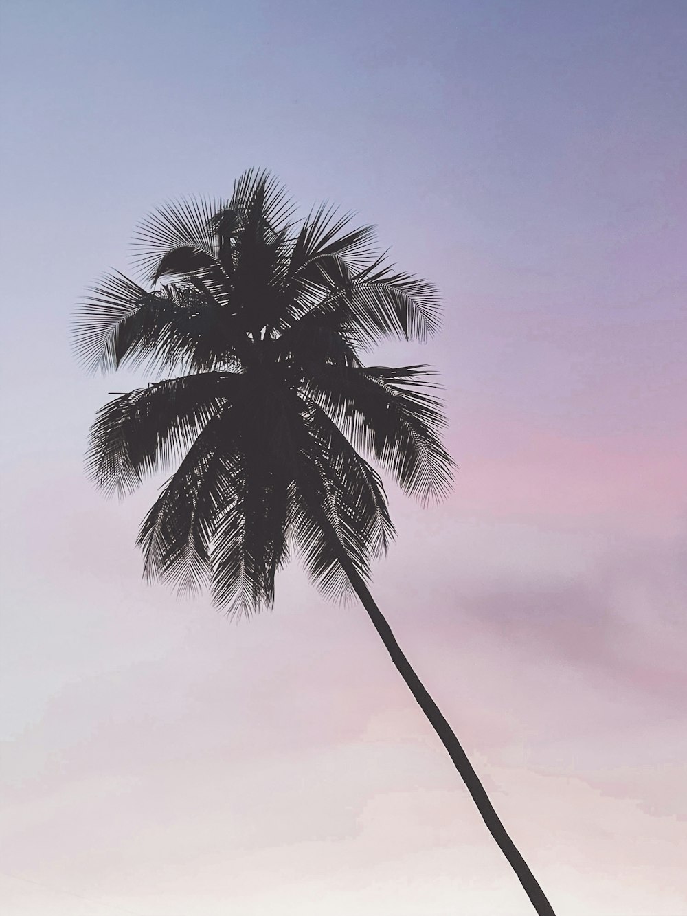 a black and white photo of a palm tree