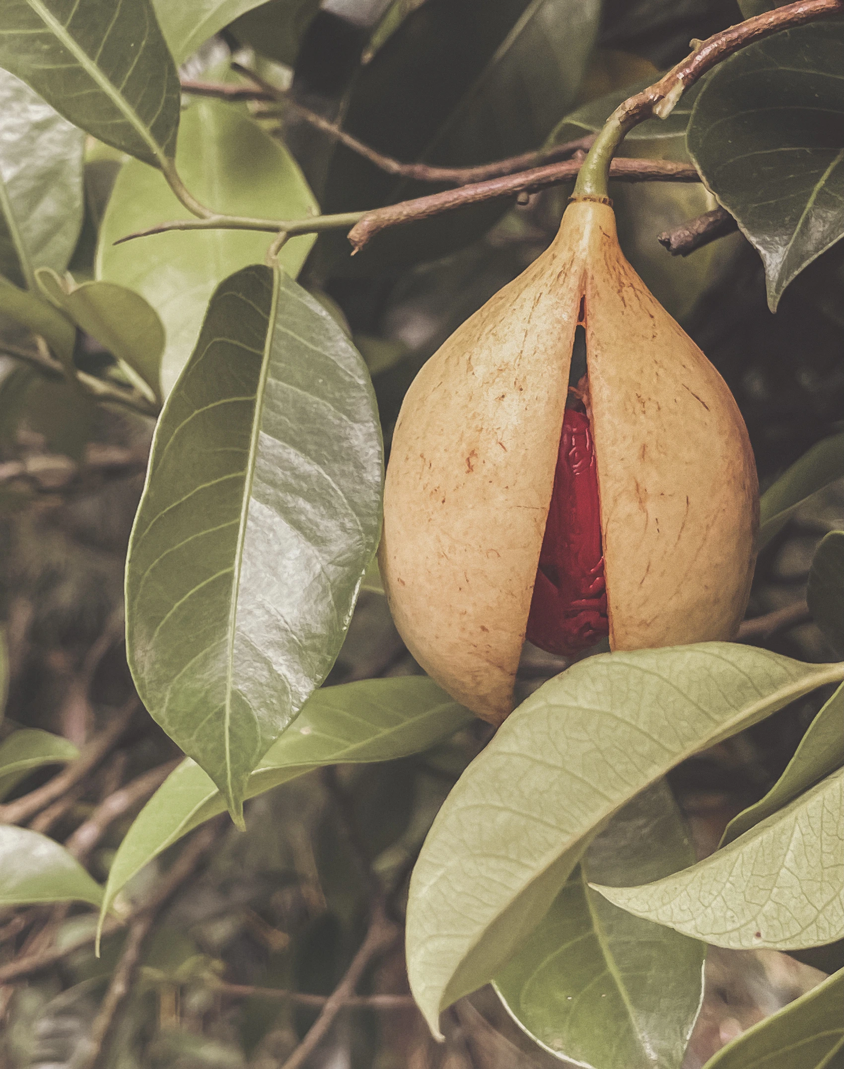 A ripe nutmeg fruit split open on a tree in Grenada