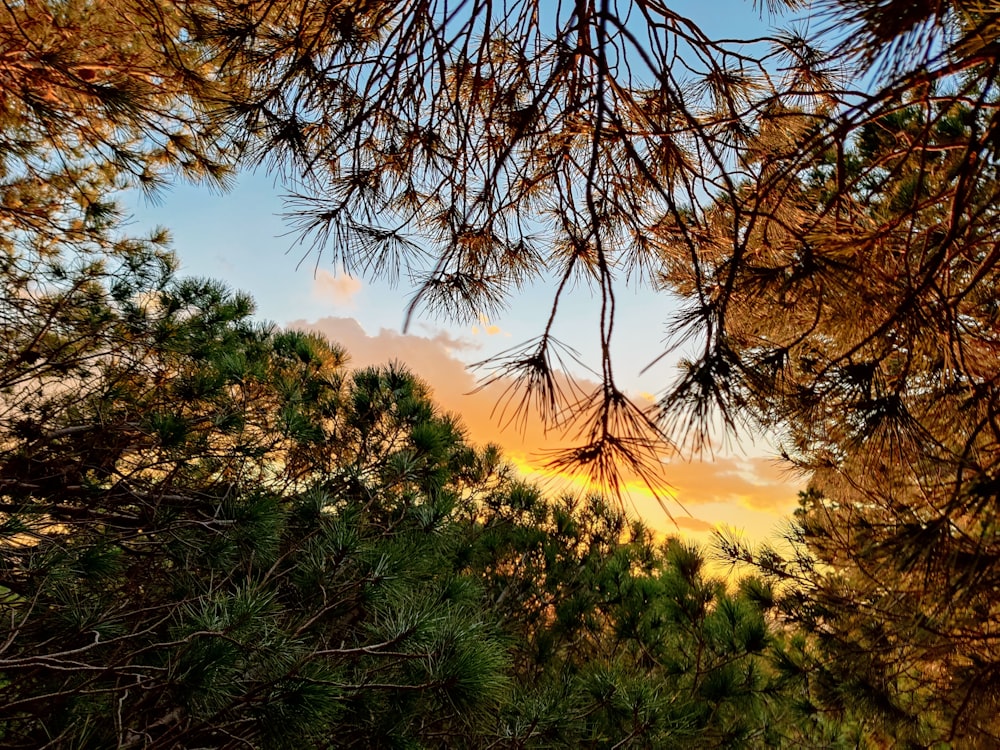 Il sole tramonta tra i rami di un pino