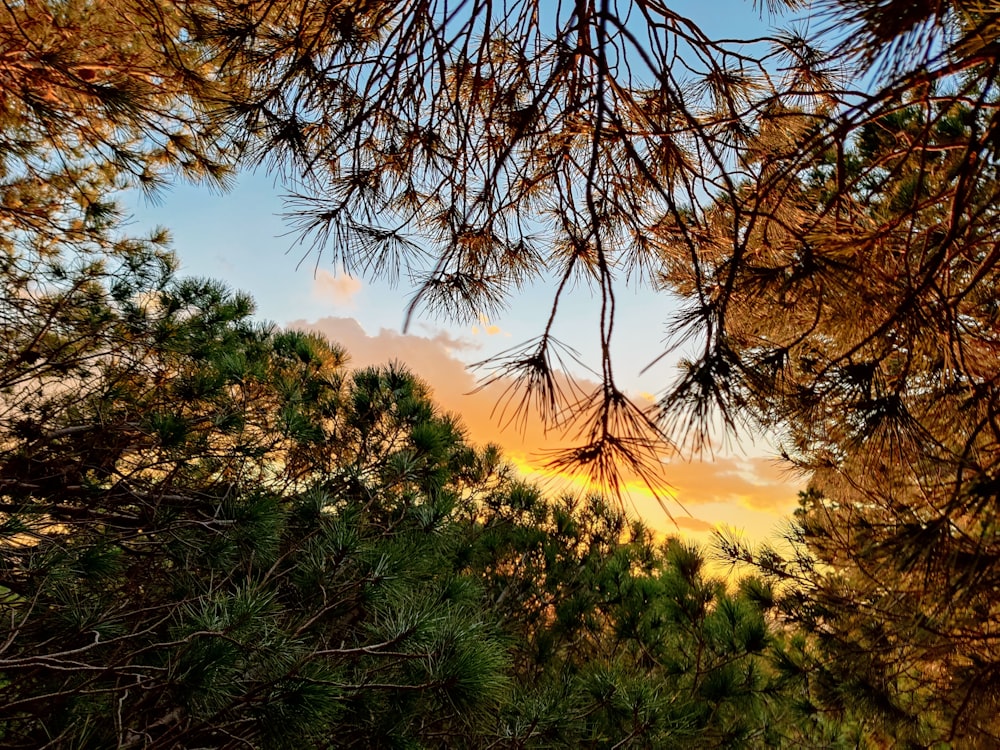 the sun is setting through the branches of a pine tree