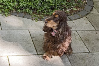 A brown dog with wavy fur is sitting on a tiled patio area. The dog is wearing a pink collar with a tag and appears to be looking attentively to the side. Surrounding the patio are green plants that contrast with the gray tiles.