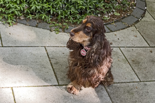 A brown dog with wavy fur is sitting on a tiled patio area. The dog is wearing a pink collar with a tag and appears to be looking attentively to the side. Surrounding the patio are green plants that contrast with the gray tiles.