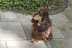 A brown dog with wavy fur is sitting on a tiled patio area. The dog is wearing a pink collar with a tag and appears to be looking attentively to the side. Surrounding the patio are green plants that contrast with the gray tiles.