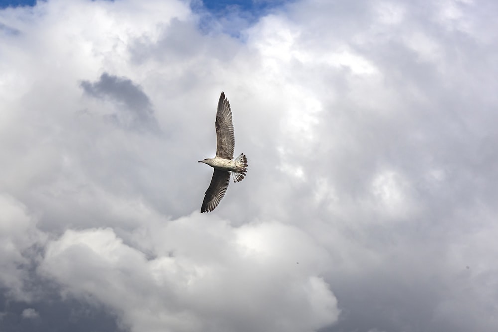 a large bird flying through a cloudy sky