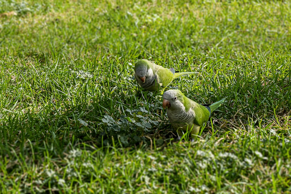 a couple of birds that are standing in the grass