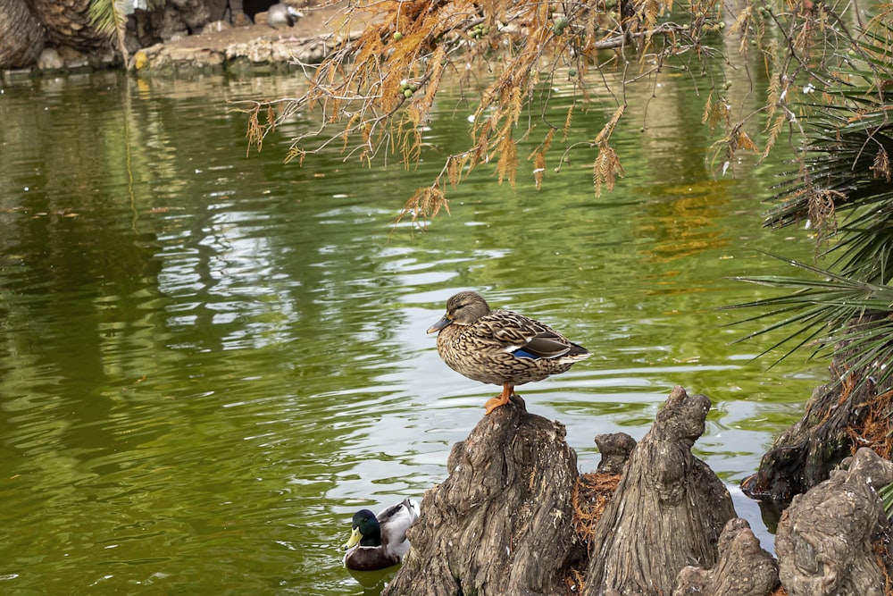 a duck is standing on a tree stump by the water