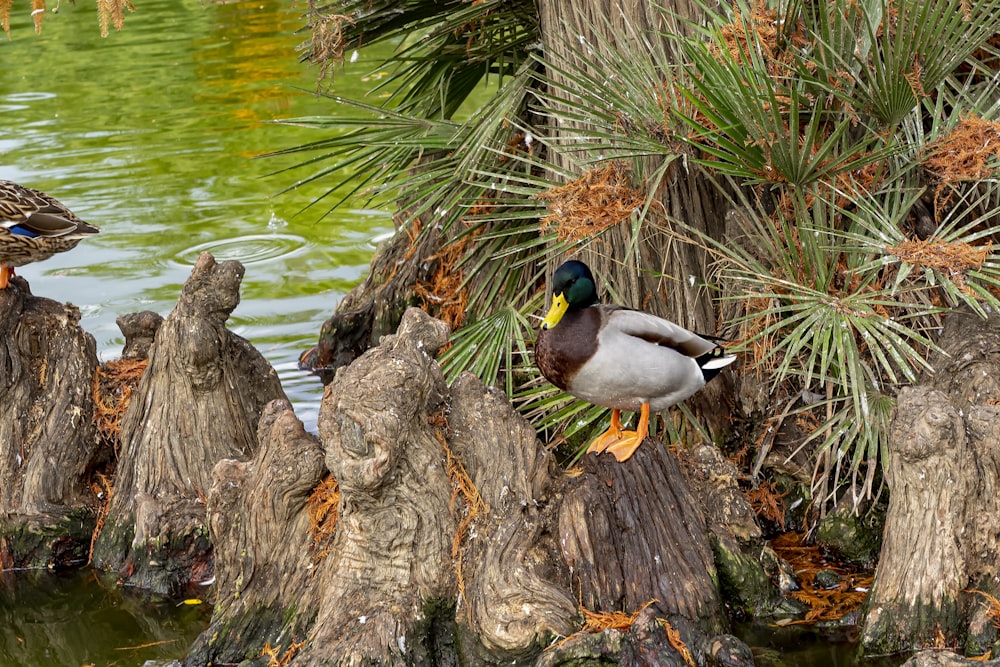 a couple of ducks standing on top of a tree stump