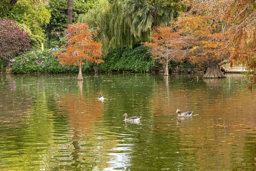 two ducks swimming in a pond surrounded by trees