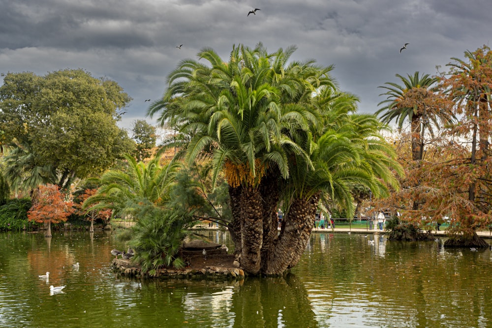 a large palm tree sitting in the middle of a lake