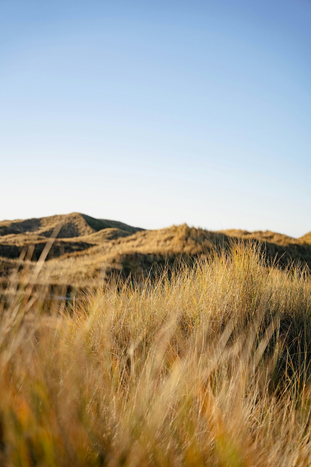 a grassy field with a hill in the background