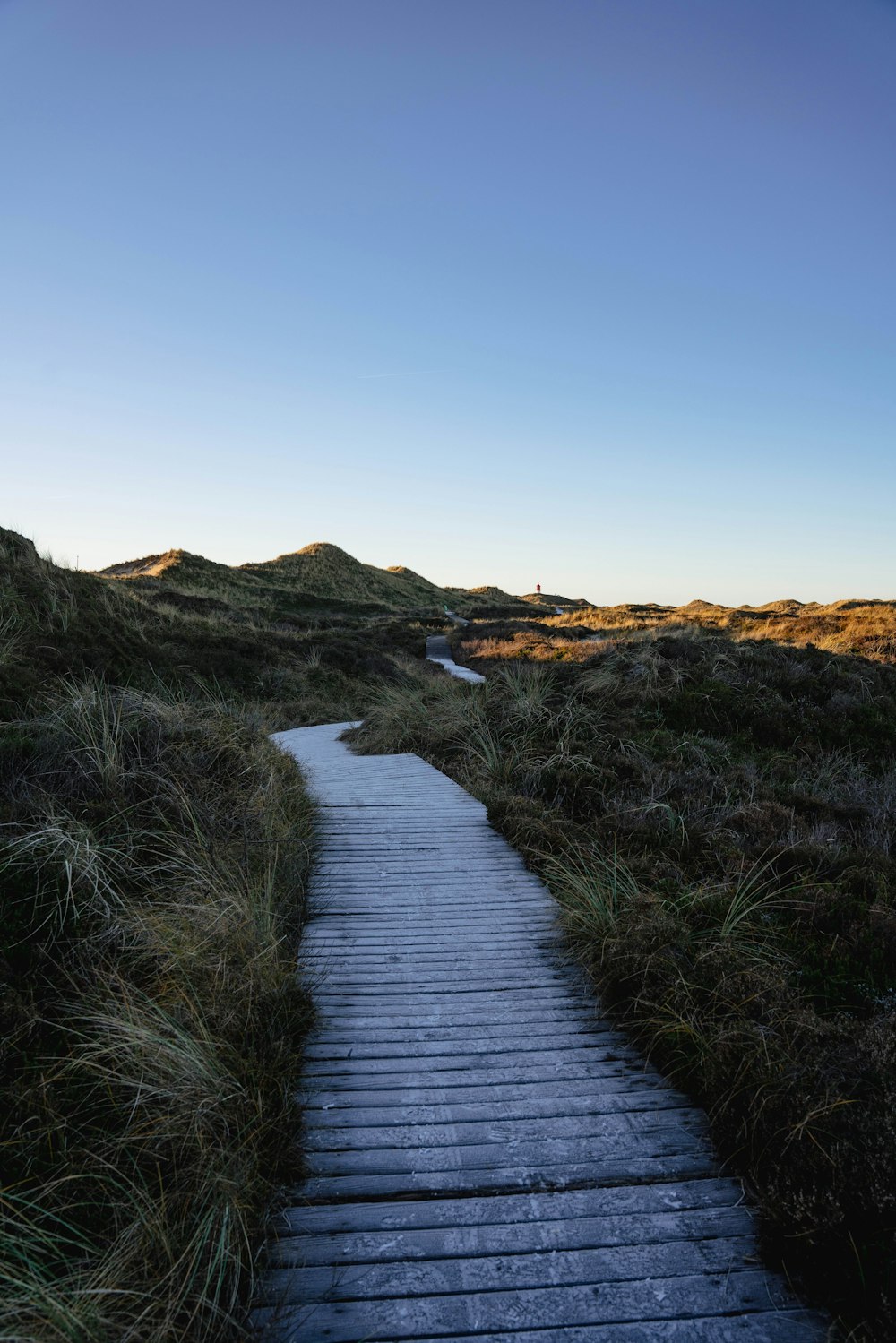 a wooden path in the middle of a grassy field