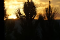 Sunset over the Alpes-Maritimes mountains with a silhouette of pine trees and a red-orange sky.