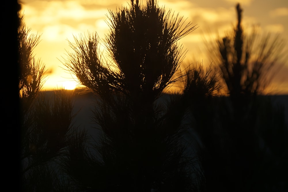 a pine tree silhouetted against a sunset
