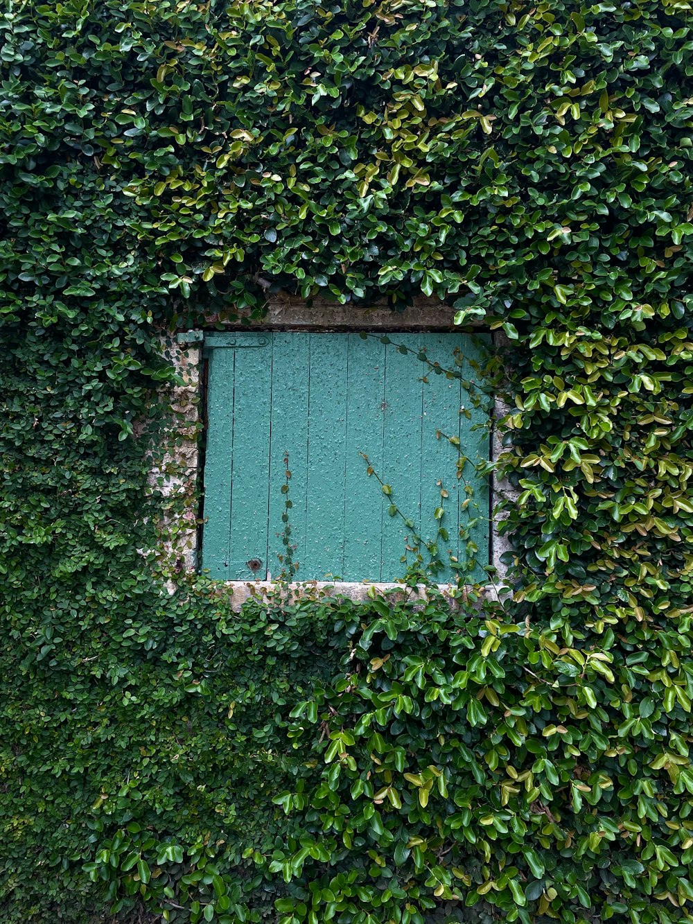 a green window covered in vines next to a building