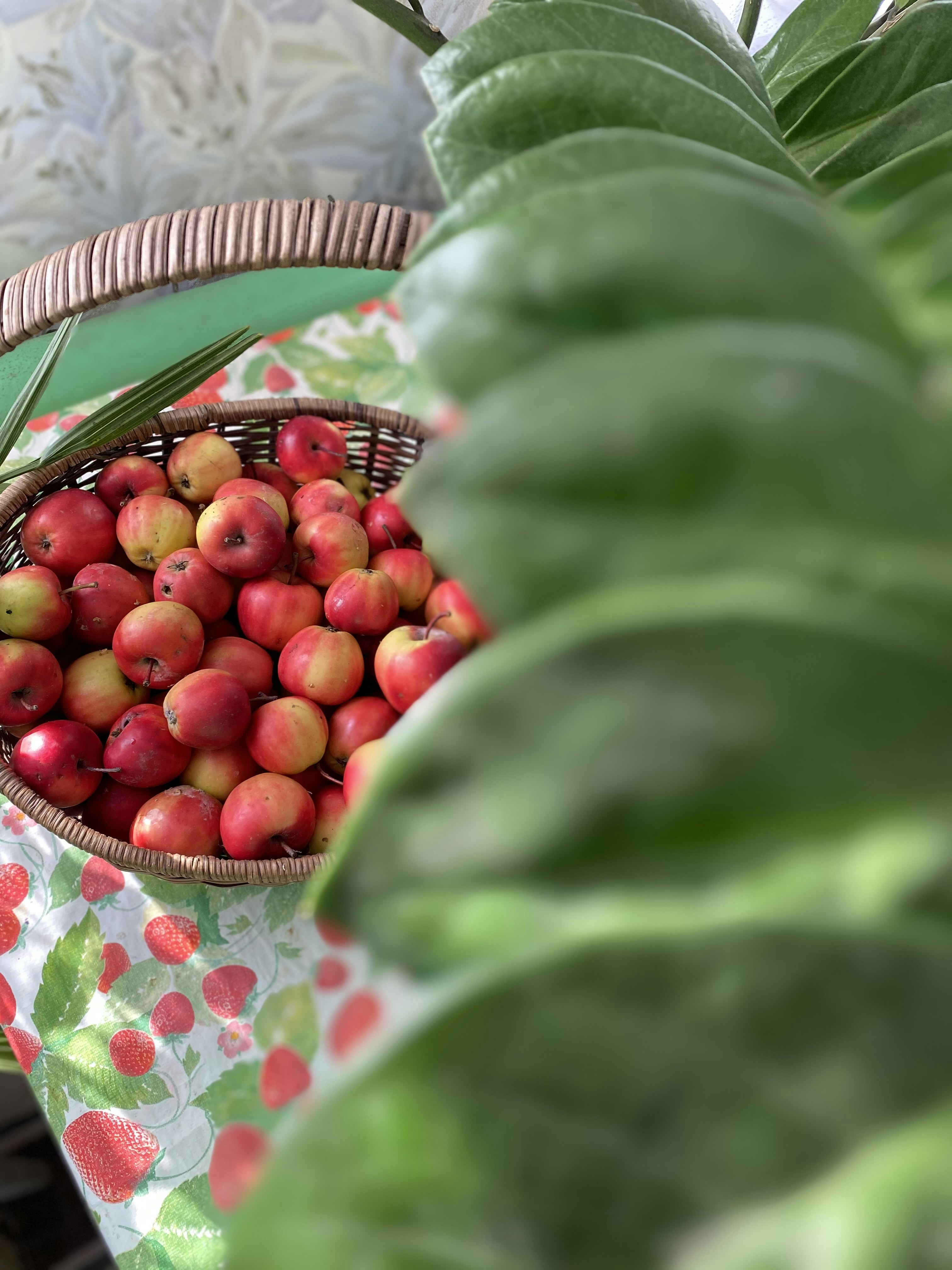 Fresh Organic Apples