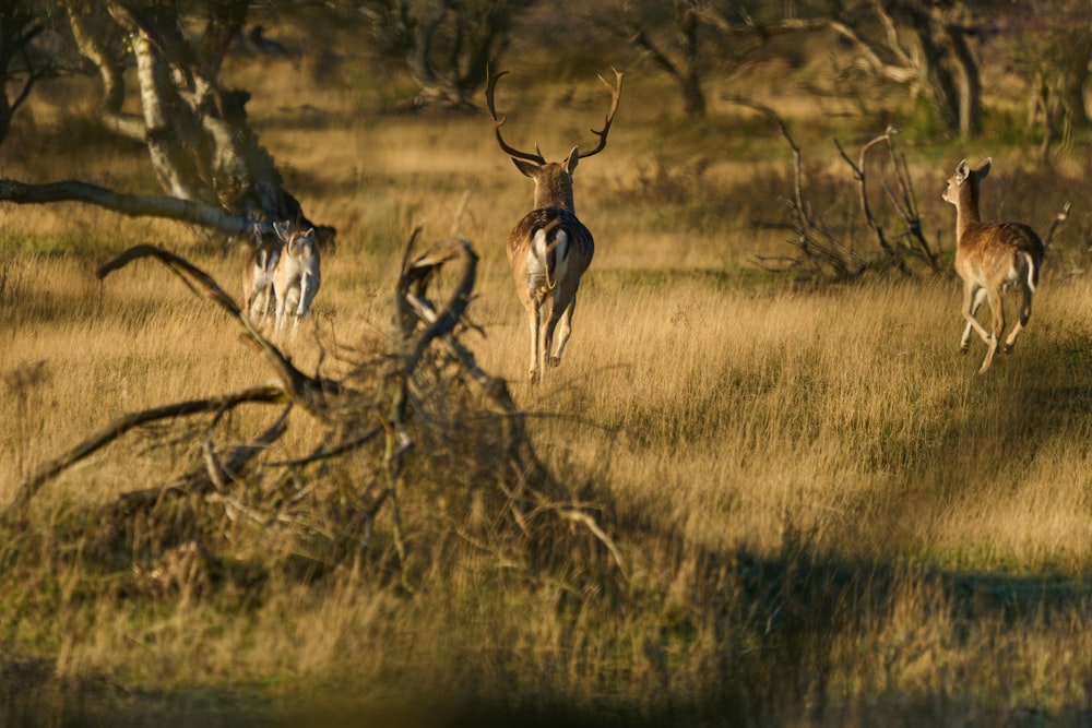 a herd of deer walking across a dry grass field