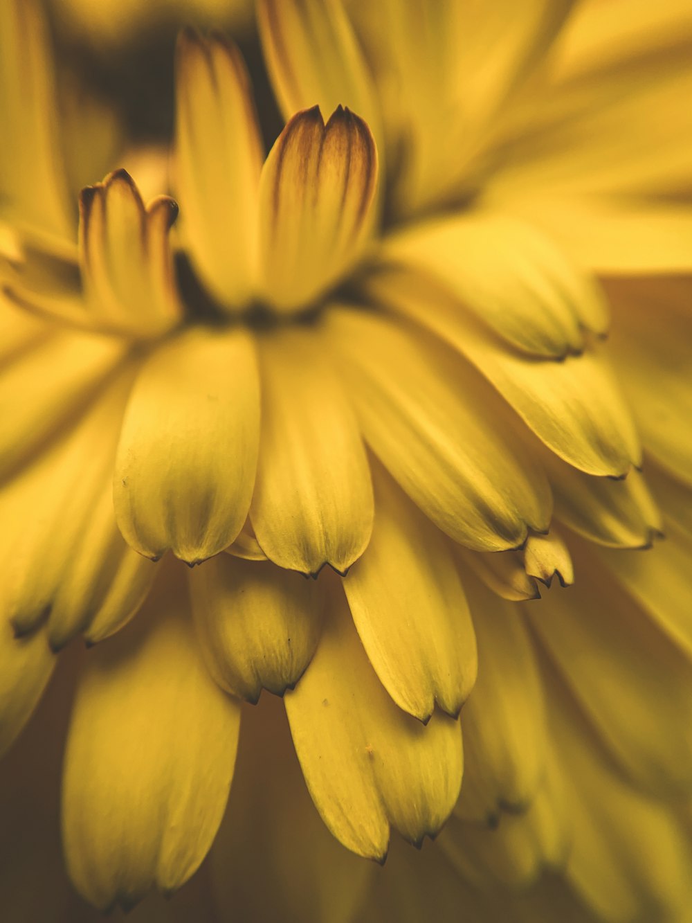 a close up of a yellow flower with many petals