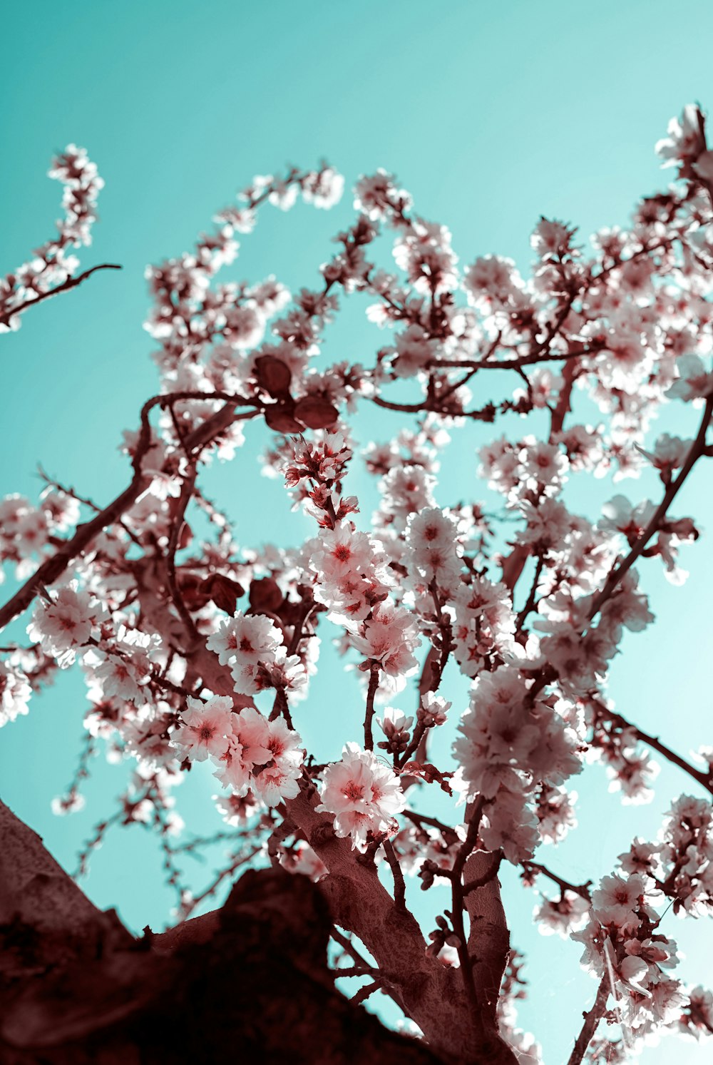 a tree with pink flowers in front of a blue sky