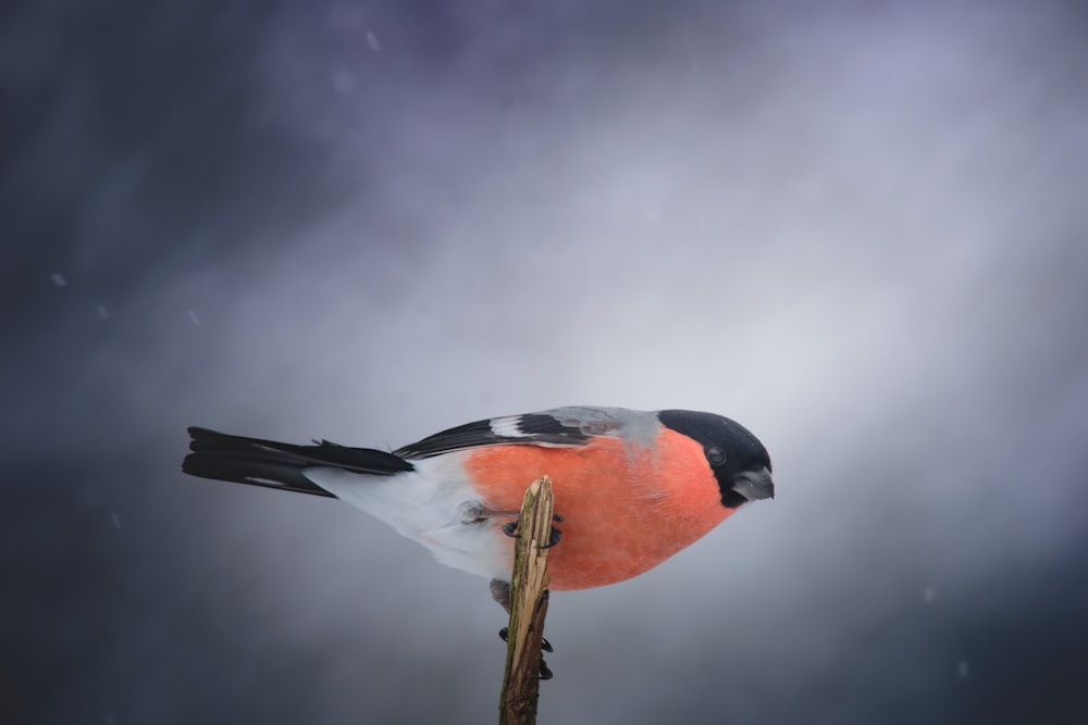 a bird sitting on top of a wooden stick