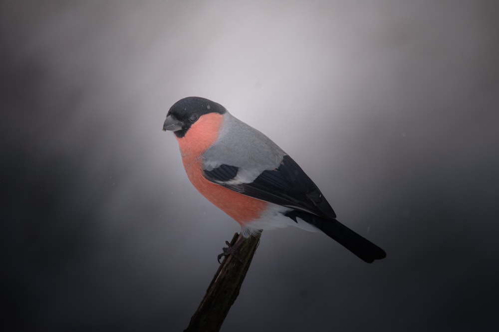 Un petit oiseau perché sur un bâton de bois