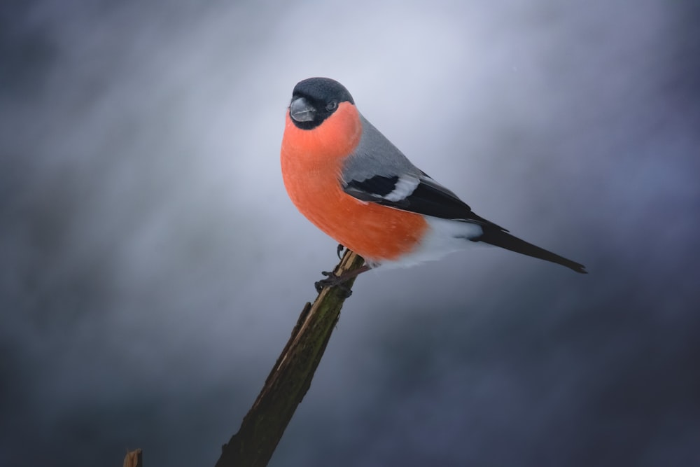 un petit oiseau assis au sommet d’une branche d’arbre