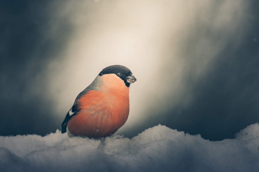 un petit oiseau assis sur un sol enneigé