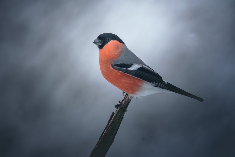 un petit oiseau assis sur un bâton de bois