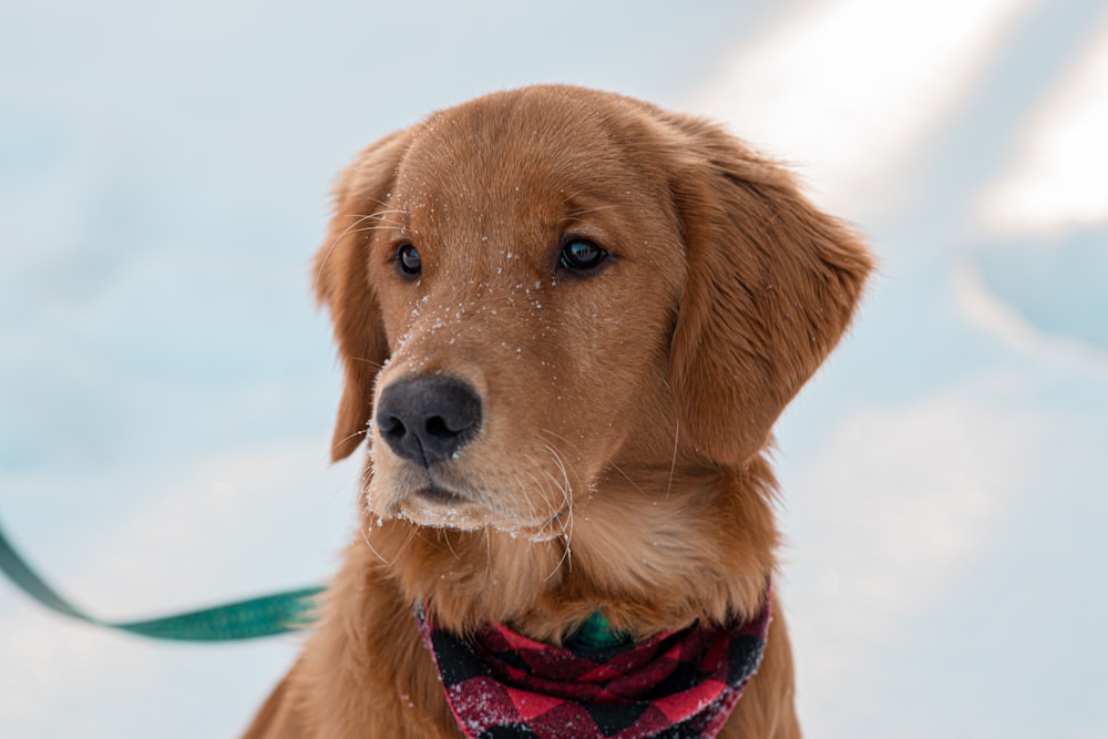 a brown dog wearing a red and black scarf