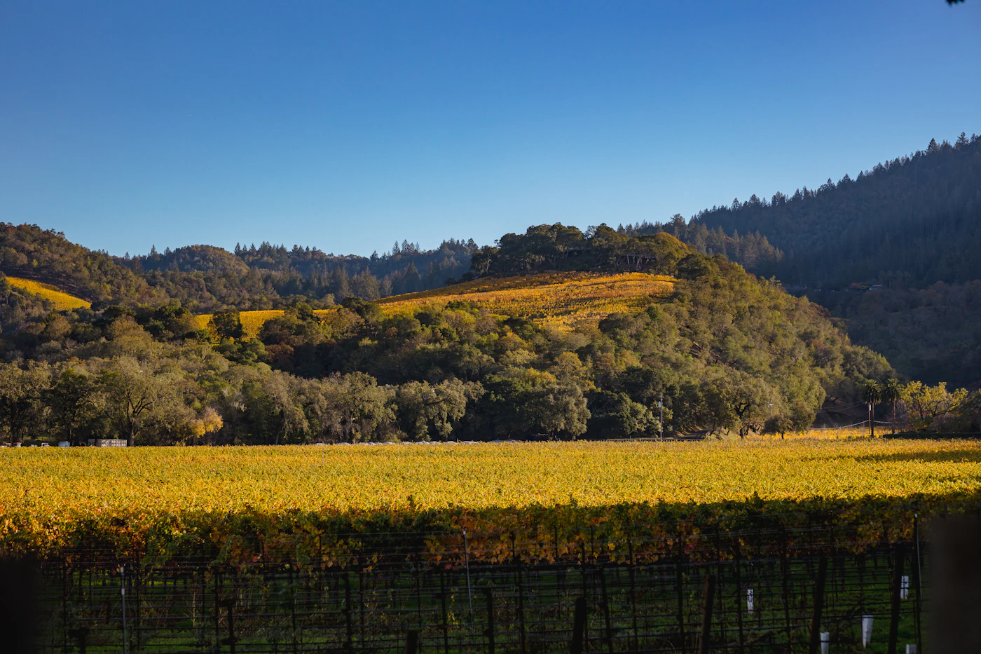 Vineyard rows running in parallel lines toward a mountain in wine country