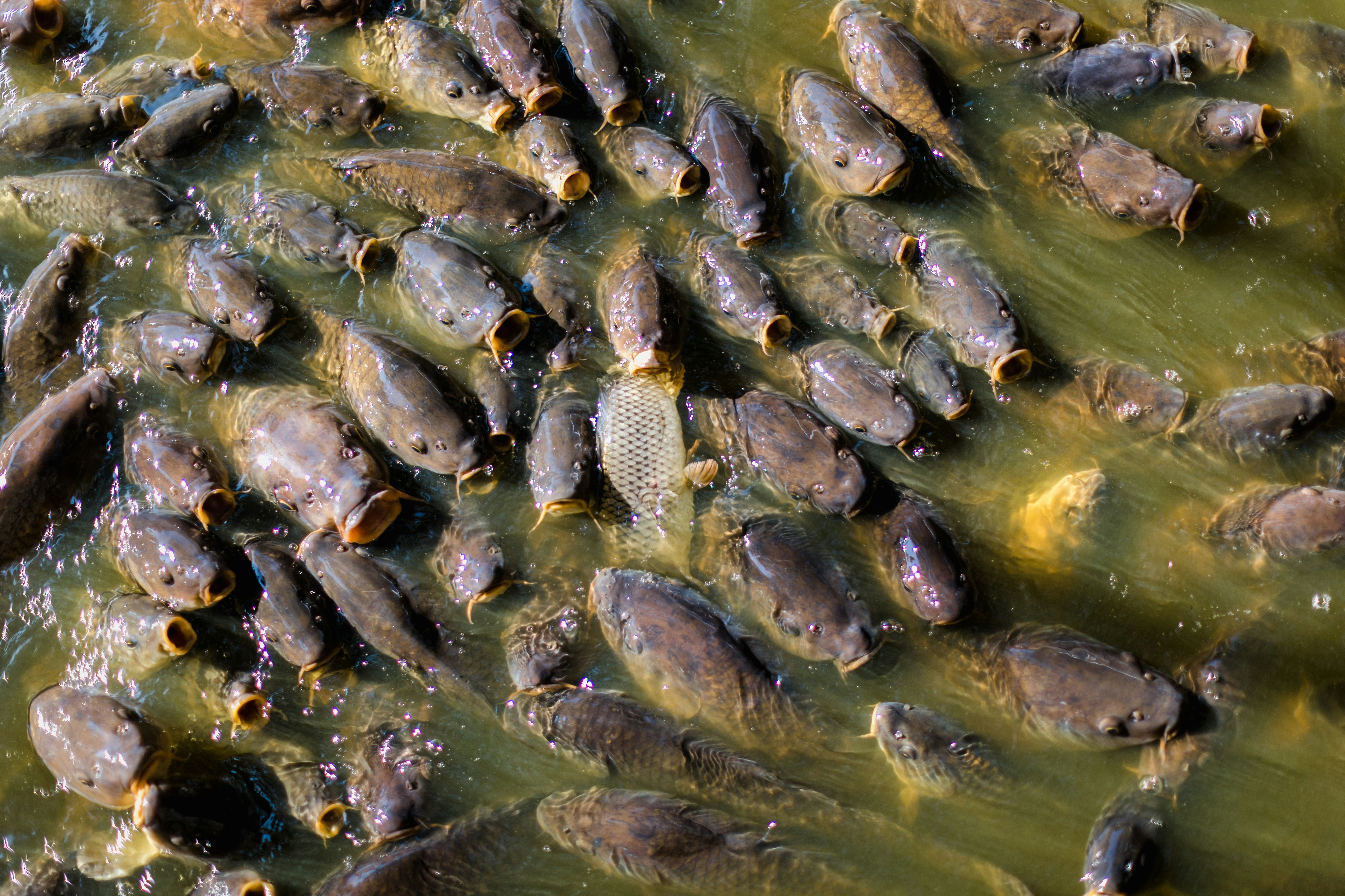 sekelompok ikan yang ada di air