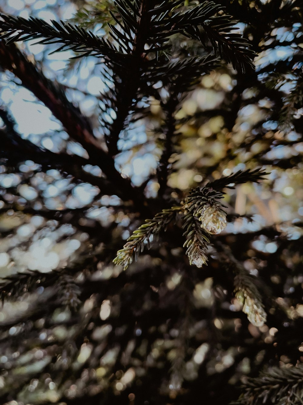 a close up of the branches of a pine tree