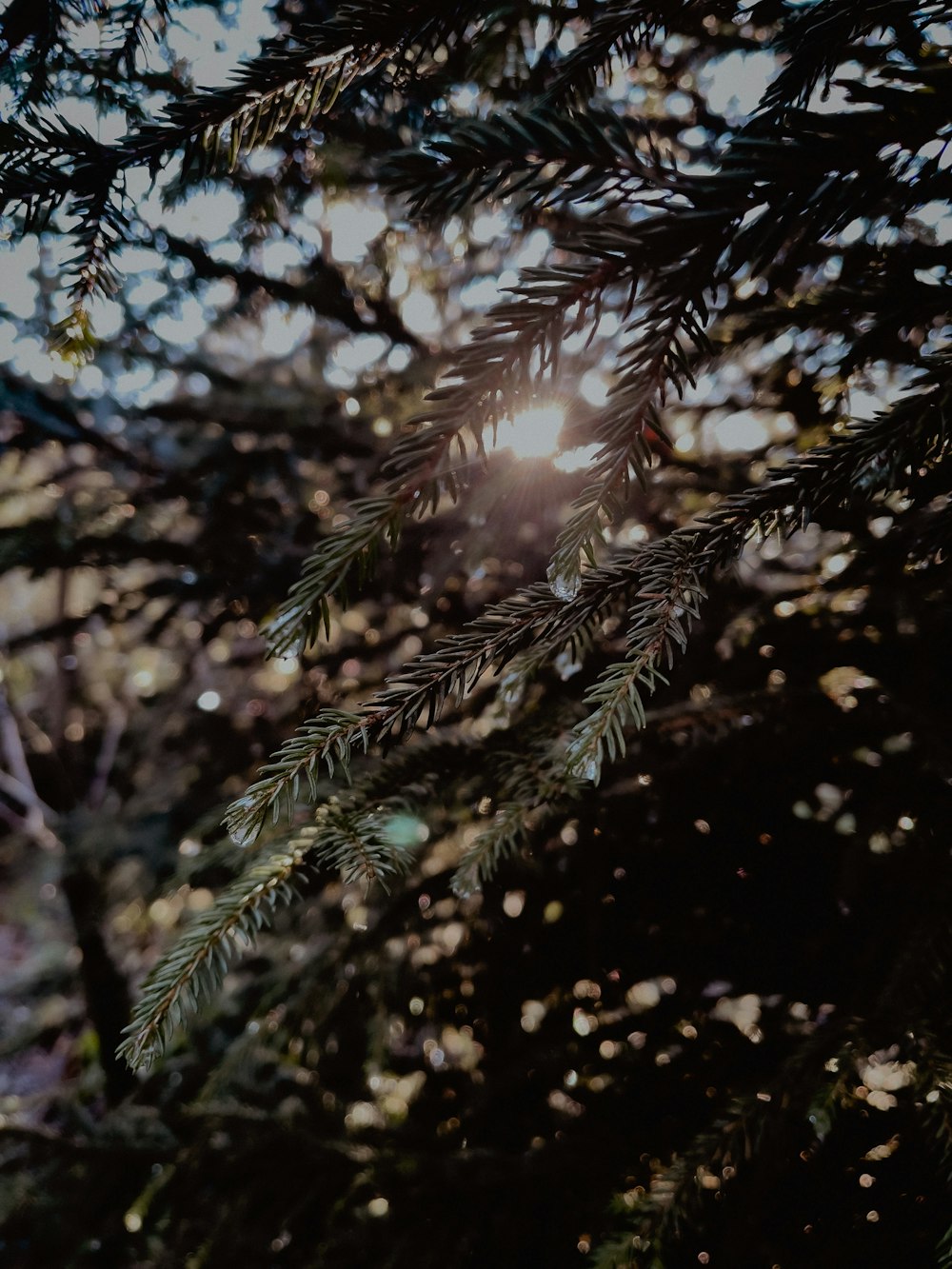 the sun shines through the branches of a pine tree