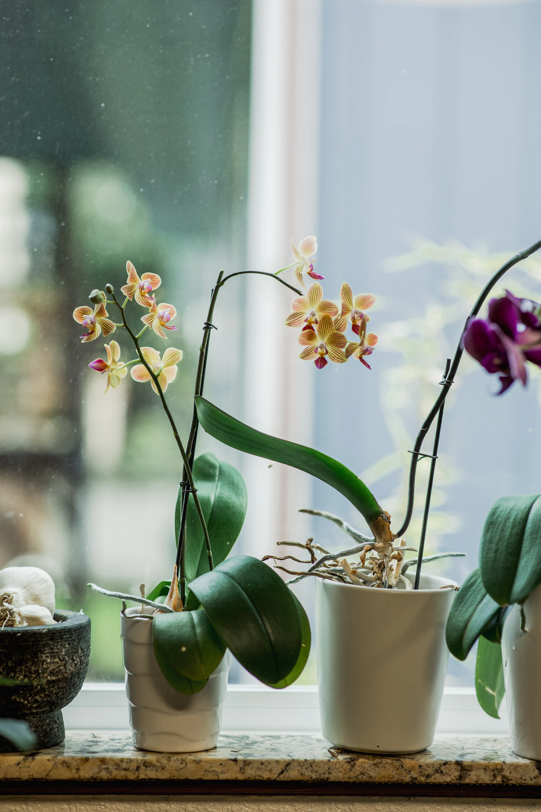 Moth orchids in white pots on a stone windowsill, one with yellow and pink flowers on two staked spikes and silver roots climbing out of its pot